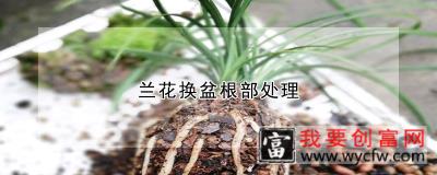 兰花换盆根部处理