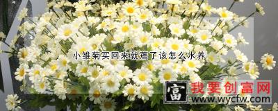 小雏菊买回来就蔫了该怎么水养