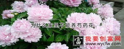 为什么家里不能养芍药花