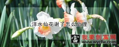 洋水仙花谢了怎么处理