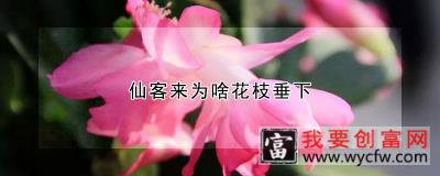 仙客来为啥花枝垂下