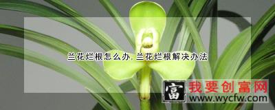 兰花烂根怎么办，兰花烂根解决办法