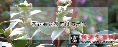 茶花有花苞可以喷水吗