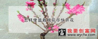 怎样使盆栽桃花尽快开花