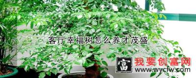 客厅幸福树怎么养才茂盛