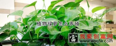 植物绿萝怎么<a href=https://www.wycfw.com/e/tags/?tagid=63 target=_blank class=infotextkey><a href=https://www.wycfw.com/yangzhi/ target=_blank class=infotextkey>养殖</a></a>