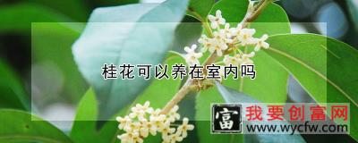 桂花可以养在室内吗