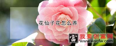 花仙子花怎么养