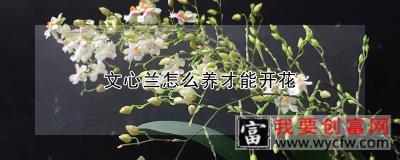 文心兰怎么养才能开花