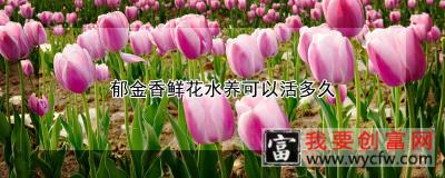 郁金香鲜花水养可以活多久