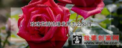 玫瑰花瓣边缘发黑怎么处理