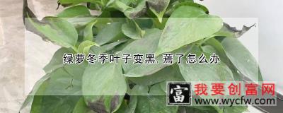 绿萝冬季叶子变黑，蔫了怎么办