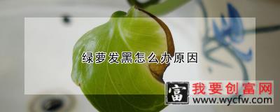 绿萝发黑怎么办原因