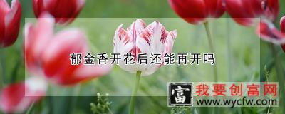 郁金香开花后还能再开吗