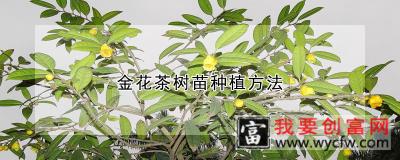 金花茶树苗种植方法