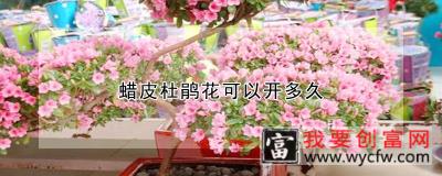 蜡皮杜鹃花可以开多久