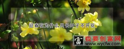 迎春花为什么只长叶子不开花