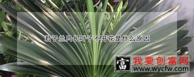 君子兰只长叶子不开花是什么原因