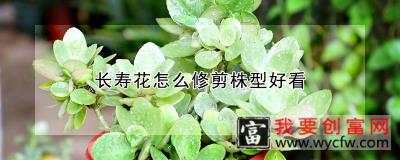 长寿花怎么修剪株型好看