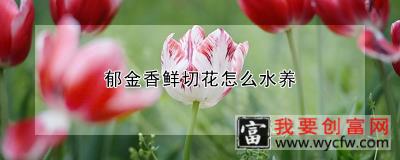 郁金香鲜切花怎么水养