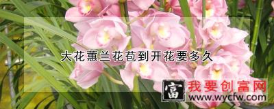 大花蕙兰花苞到开花要多久