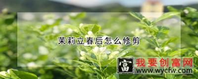 茉莉立春后怎么修剪