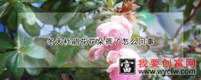 冬天杜鹃花花朵蔫了怎么回事