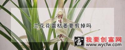 兰花花蕾枯萎要剪掉吗