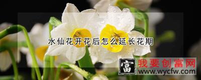 水仙花开花后怎么延长花期