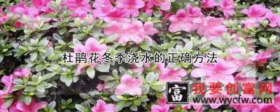 杜鹃花冬季浇水的正确方法