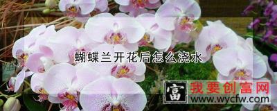 蝴蝶兰开花后怎么浇水