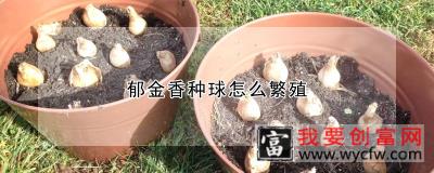 郁金香种球怎么繁殖