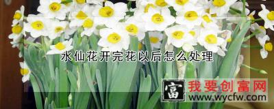 水仙花开完花以后怎么处理