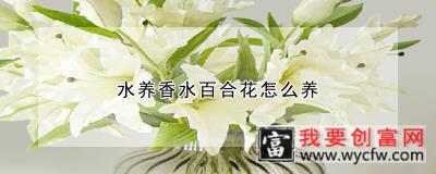 水养香水百合花怎么养