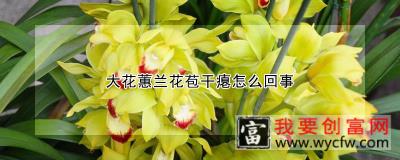 大花蕙兰花苞干瘪怎么回事