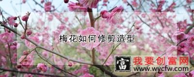 梅花如何修剪造型