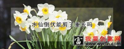 水仙倒伏能剪了重长吗