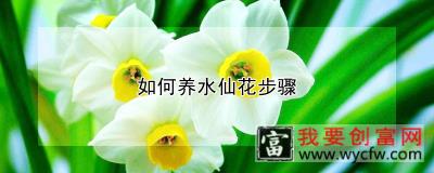 如何养水仙花步骤