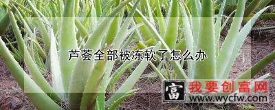 芦荟全部被冻软了怎么办