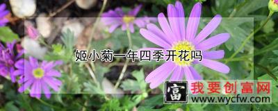 姬小菊一年四季开花吗