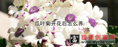 瓜叶菊开花后怎么养