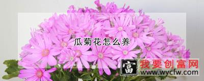 瓜菊花怎么养