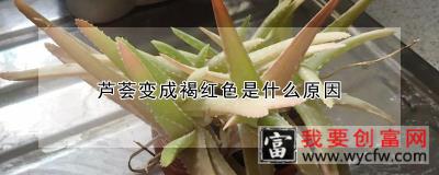 芦荟变成褐红色是什么原因