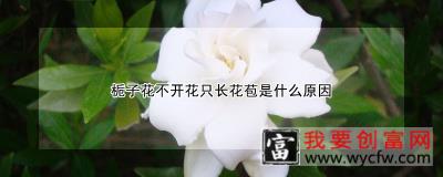 栀子花不开花只长花苞是什么原因