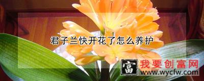 君子兰快开花了怎么养护