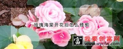 玫瑰海棠开花后怎么修剪