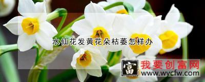 水仙花发黄花朵枯萎怎样办