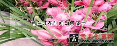 蕙兰开花时间如何浇水