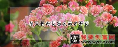 冬天长寿花怎么养才开花