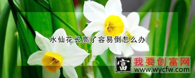 水仙花长高了容易倒怎么办